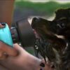Gourde Gobelet Bouteille 2 en 1 de voyage pour chien vert turquoise Lago - Comptoir des Petits Chiens