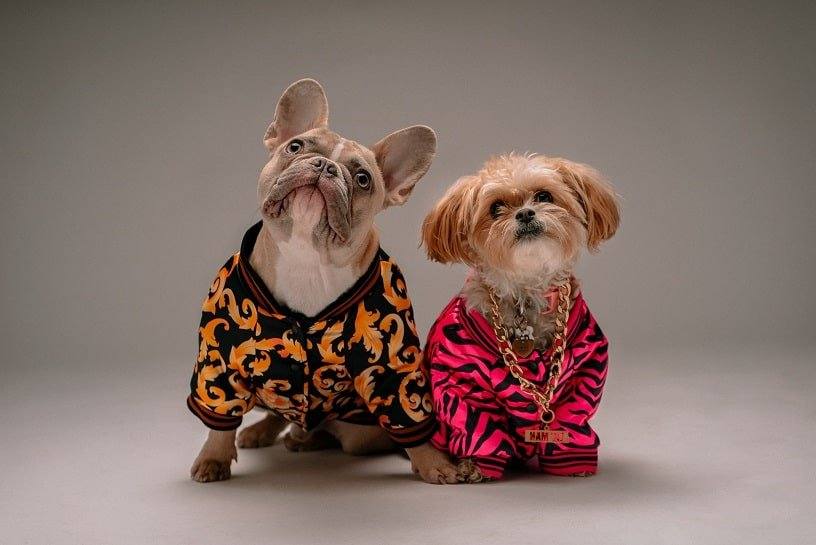 Petits Chiens Mode Swagg - Comptoir des Petits Chiens