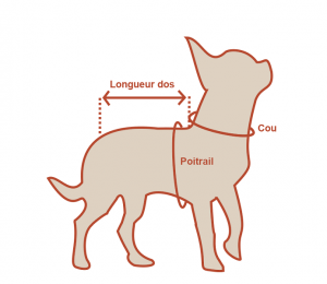 Schéma Guide pour mesurer son chien - Comptoir des Pettis Chiens