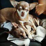 Deux Chihuahuas Perlka - Comptoir des petits chiens. Mode accessoires paniers sacs pour petits chiens