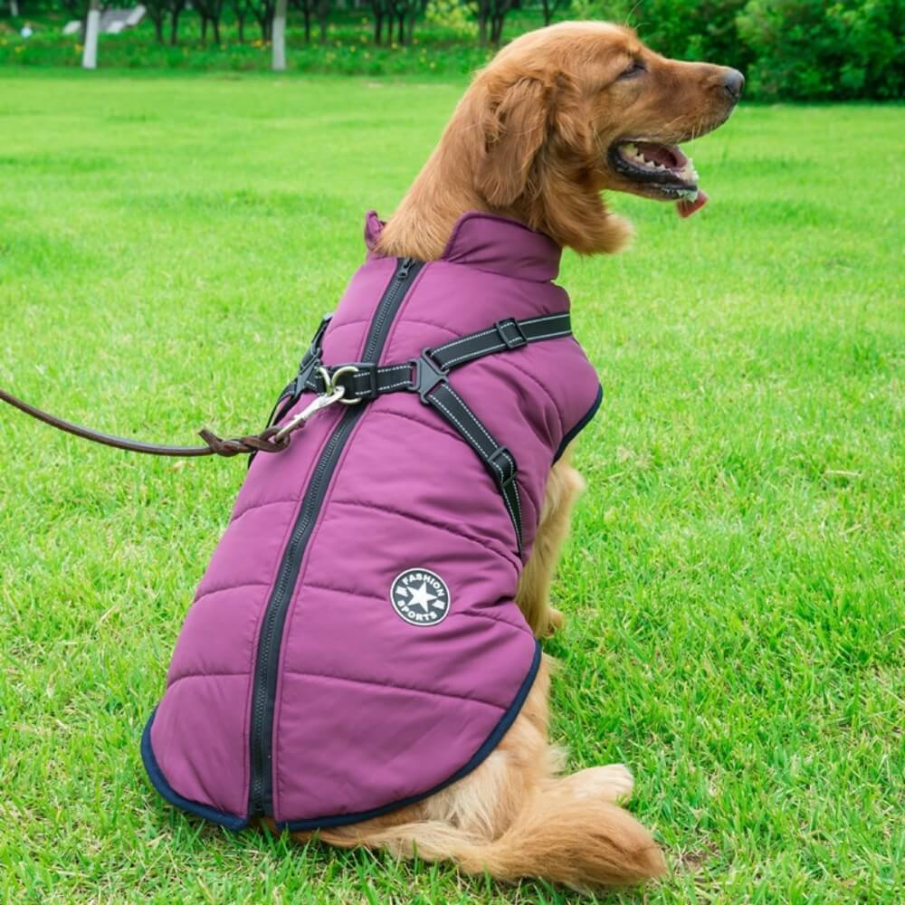 Manteau pour chien beige avec harnais intégré - Boutique chien